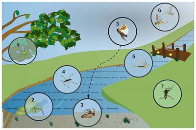 Insect Responses to Linearly Polarized Reflections: Orphan Behaviors Without Neural Circuits